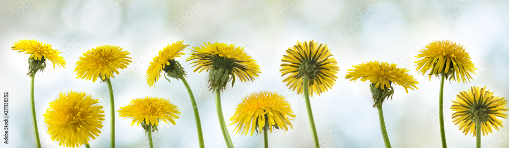 image of dandelion on blurred green background