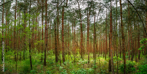 Panoramic view of wild pine tree forest at Summer, near Magdeburg, Germany