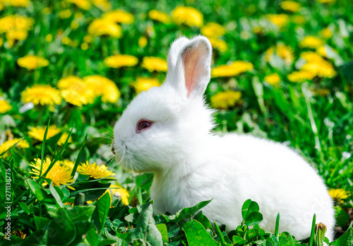 white rabbit on green grass with yellow flowers