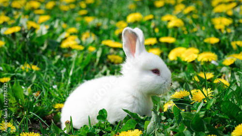 white rabbit on green grass with yellow flowers
