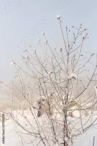 Tree, winter scene. Branch under the winter frost, natural background photos.