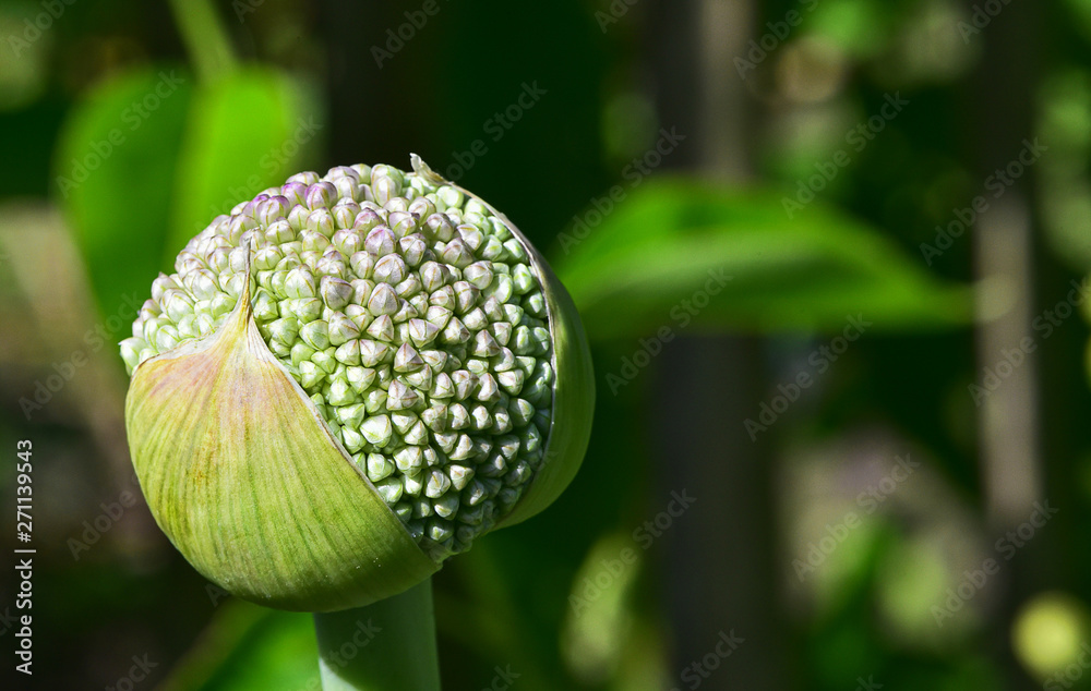 Allium Knospe geschlossen Garten rund selten Allium Knospe geschlossen Garten rund selten