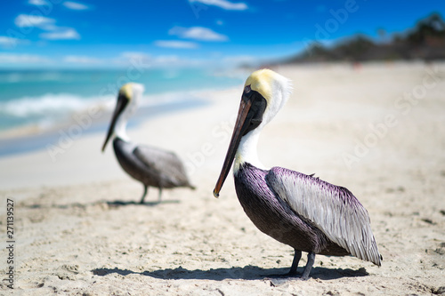 Close-up view of two pelicans on a ocean beach in Cuba, beautiful water and sky. Blurred background, bokeh, free space