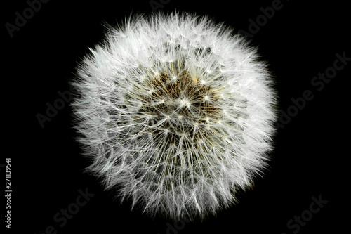 A dandelion isolated against a black background.