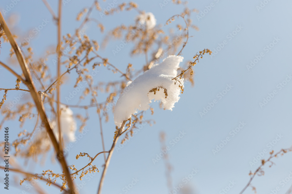dry plants in snow, meadow at winter dry plants in snow, meadow at winter