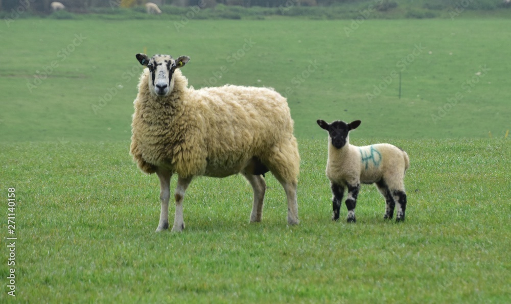 Sheep grazing Glaston Rutland UK England