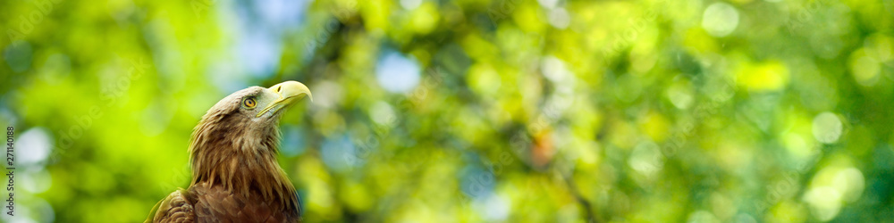 image of a bird of prey eagle on a green background image of a bird of prey eagle on a green background