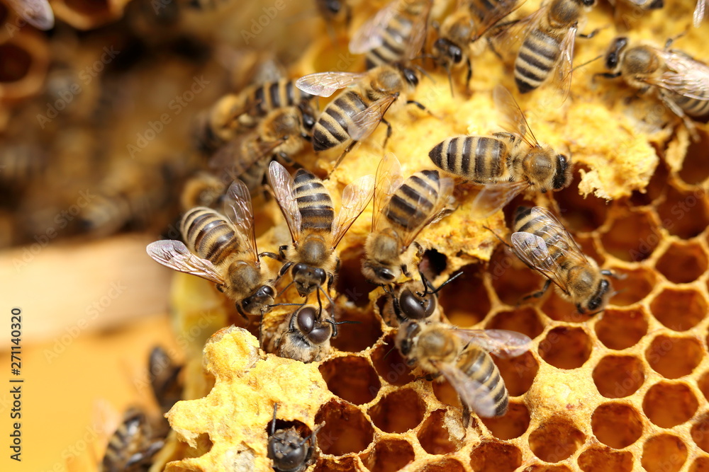 Bienen bauen Nest Bienen bauen Nest
