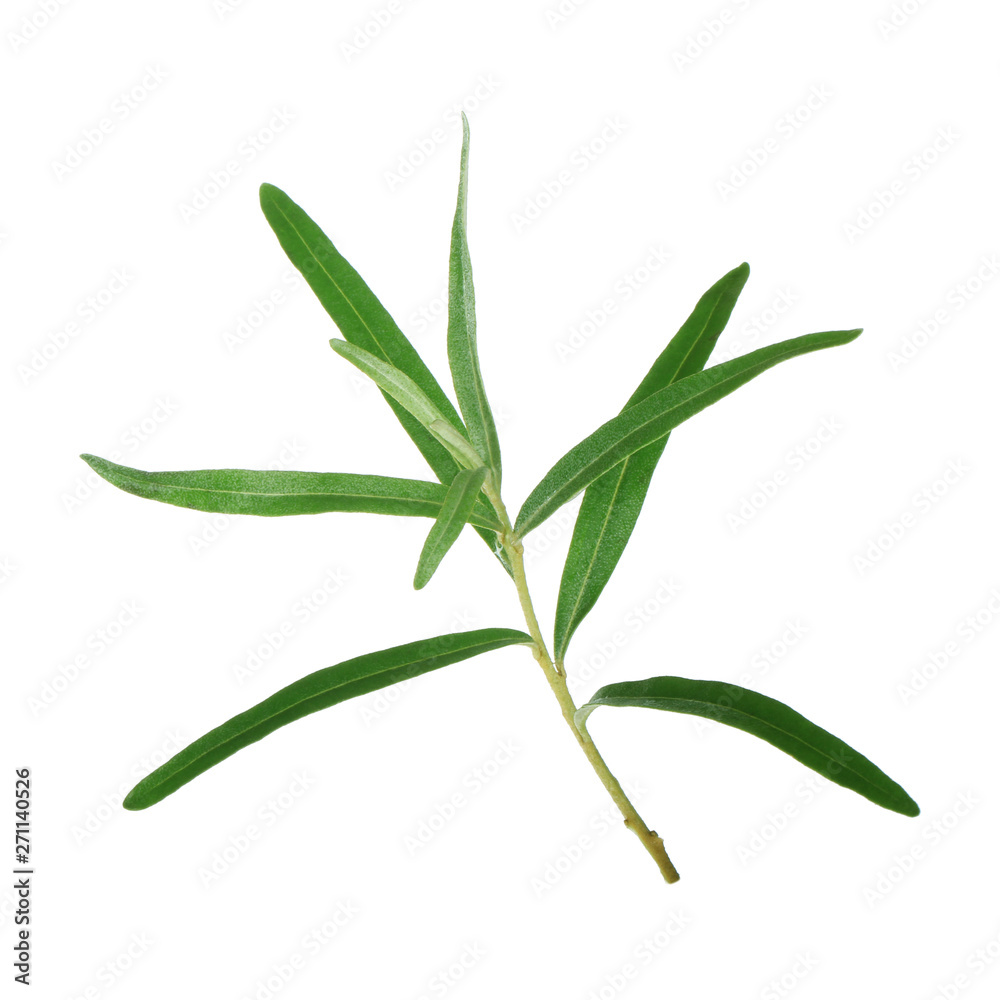branch with leaves of sea buckthorn isolated on white background branch with leaves of sea buckthorn isolated on white background