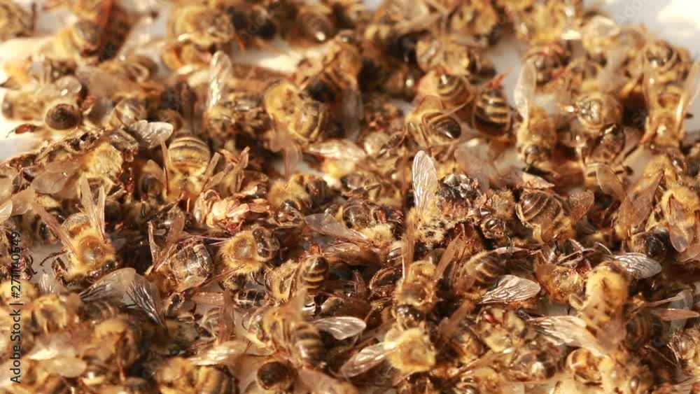 many dead bees many dead bees