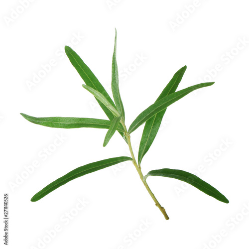 branch with leaves of  sea buckthorn isolated on white background