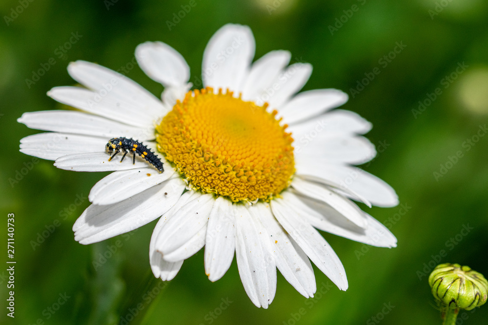 7 spotted ladybird (Coccinella septempunctata) larva covered in pollen from a large daisy flower (oxeye daisy, leucanthemum vulgare) 7 spotted ladybird (Coccinella septempunctata) larva covered in pollen from a large daisy flower (oxeye daisy, leucanthemum vulgare)