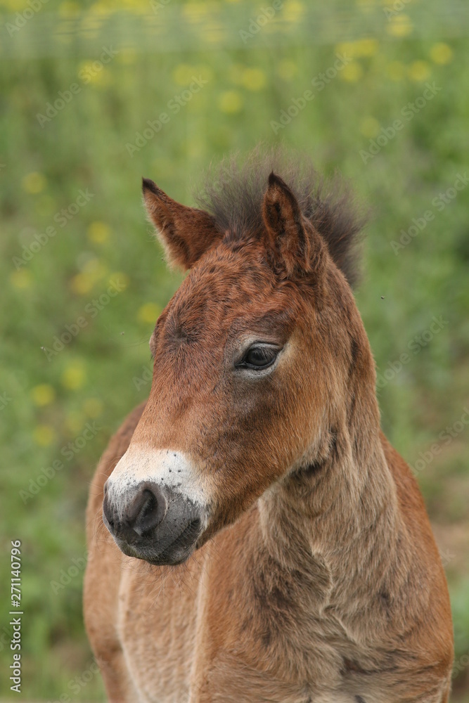 Foal of the exmoor horse grazing on the pasture. A horse breed used for nature conservation management. Foal of the exmoor horse grazing on the pasture. A horse breed used for nature conservation management.
