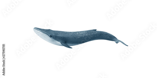 Blue whale. Isolate on white background