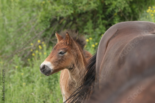 Foal of the exmoor horse grazing on the pasture. A horse breed used for nature conservation management.