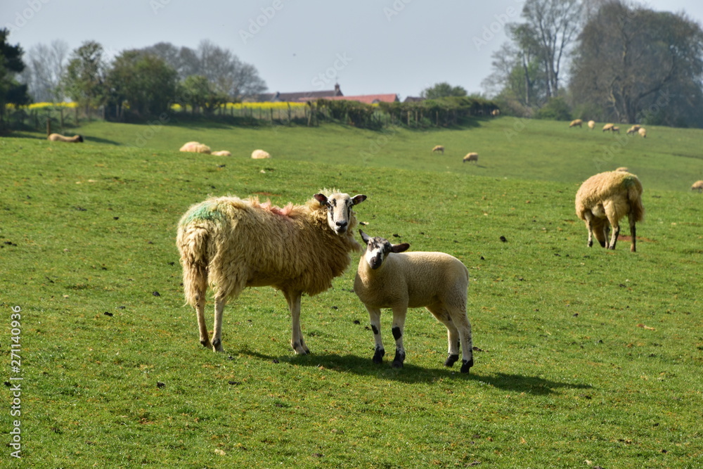 Sheep grazing Glaston Rutland UK England Sheep grazing Glaston Rutland UK England
