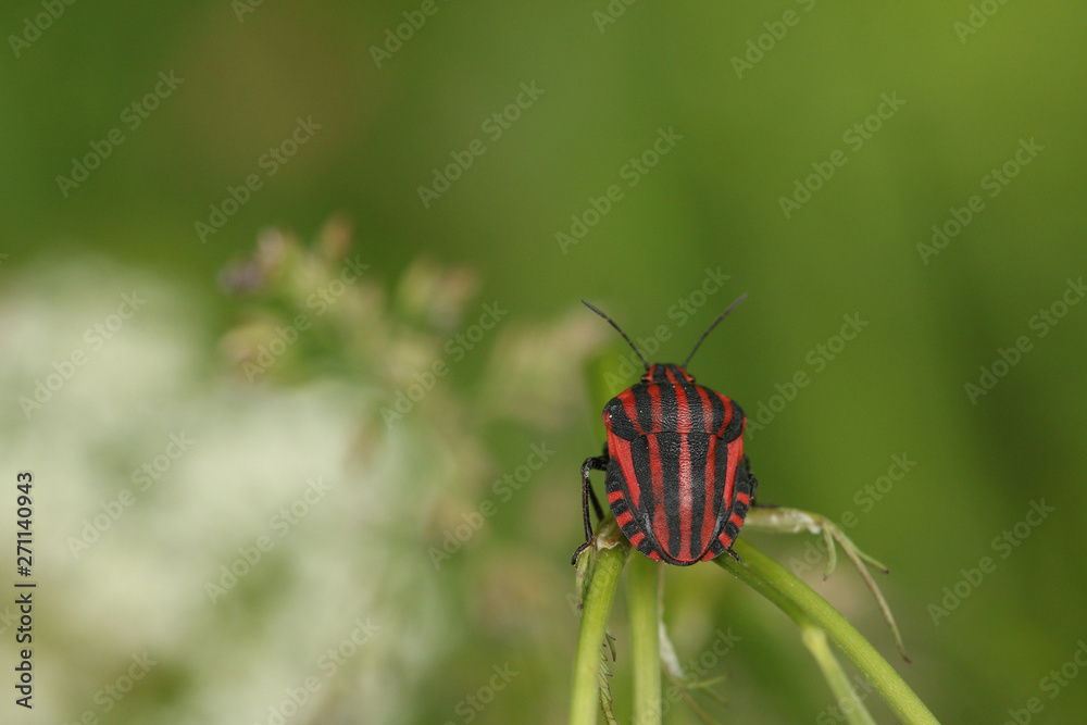 Striped bug, also called the Monstrel bug. A common European insect ...