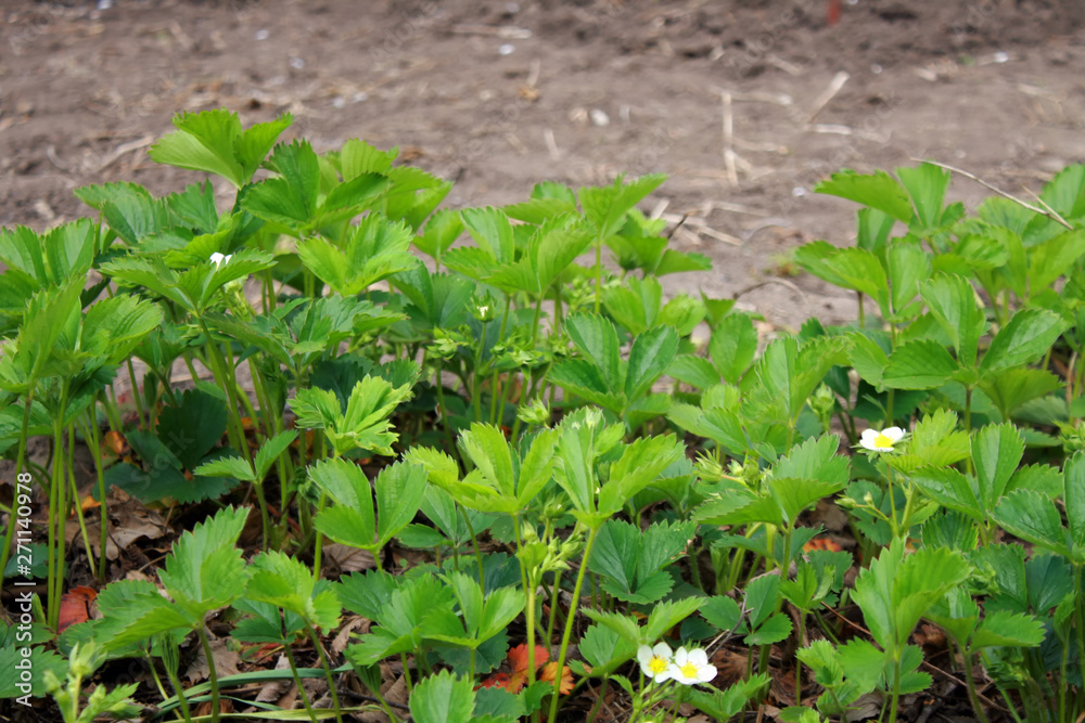 Bushes of blossoming strawberries