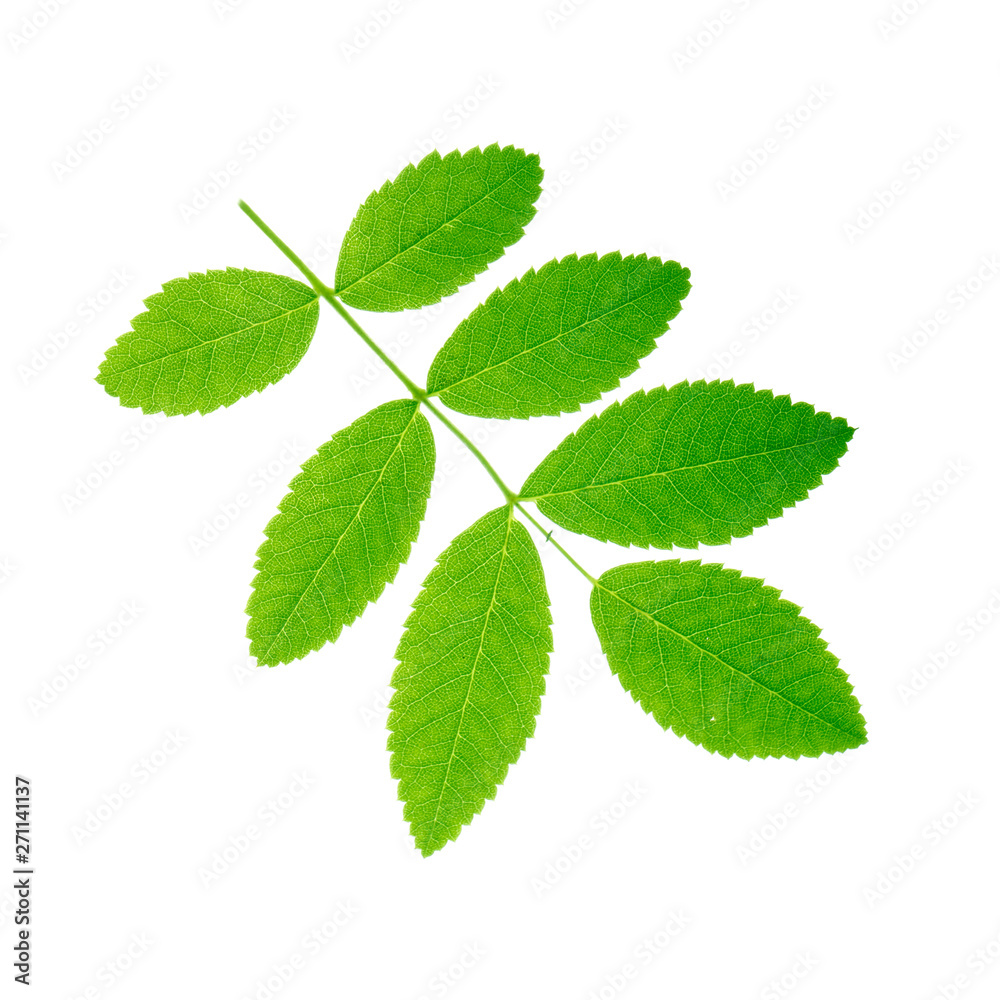 fresh green leaves of ashberry isolated on white background fresh green leaves of ashberry isolated on white background