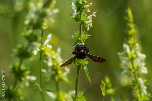 Beautiful summer pictures of plants.