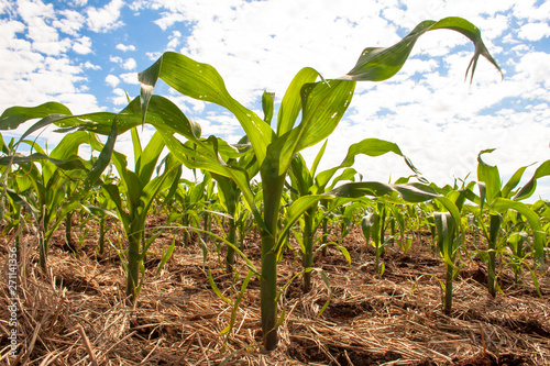 Green corn fiel in Parana state, Brazil