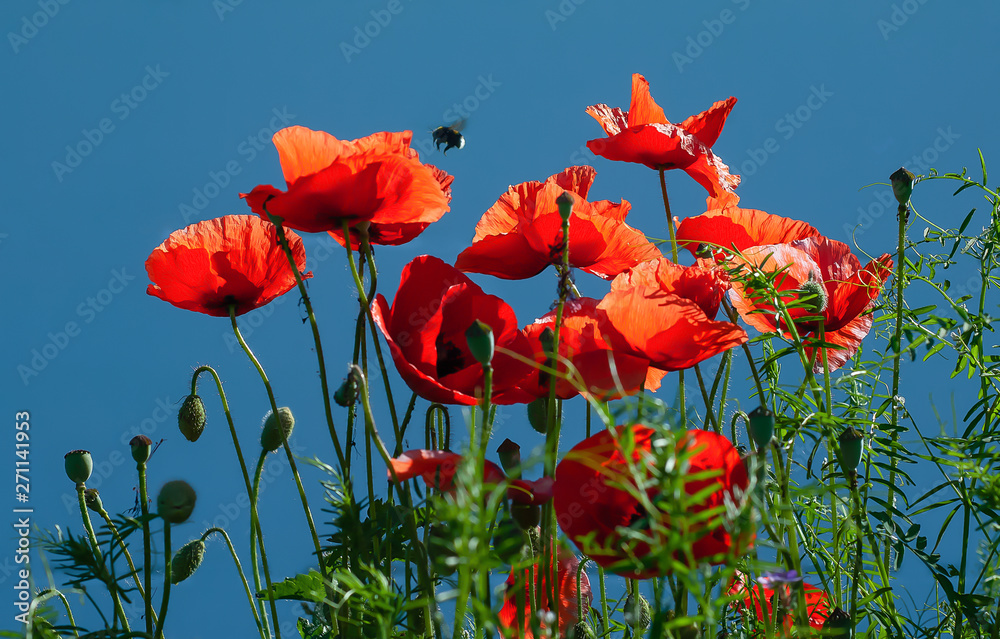 Obraz premium Flowers Red poppies blossom on wild field. Beautiful field red poppies with selective focus. soft light. Natural drugs. Glade of red poppies. Lonely poppy.