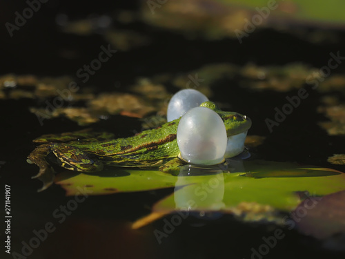 Small green water frog on courtship