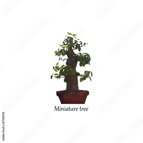 Miniature tree in a pot. Indoor bonsai
