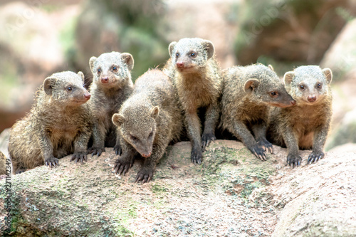 Banded Mongoose or Zebramanguste ou Mungos Mungo in zoo in Brazil photo