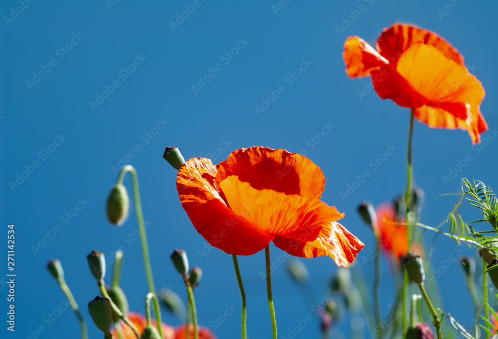 Obraz premium Opium poppy, botanical plant, ecology. Poppy flower field, harvesting. Summer and spring, landscape, poppy seed Drug and love intoxication opium medicinal