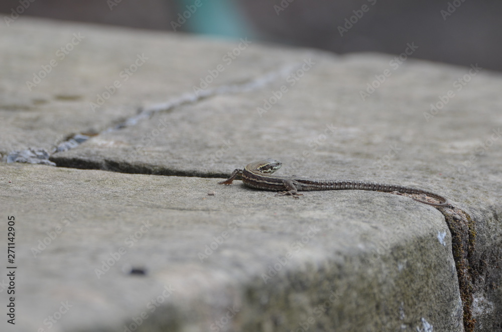 Lézard des murailles (Podarcis muralis) Lézard des murailles (Podarcis muralis)