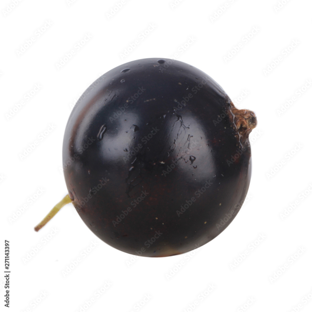 single black currant isolated on white background single black currant isolated on white background