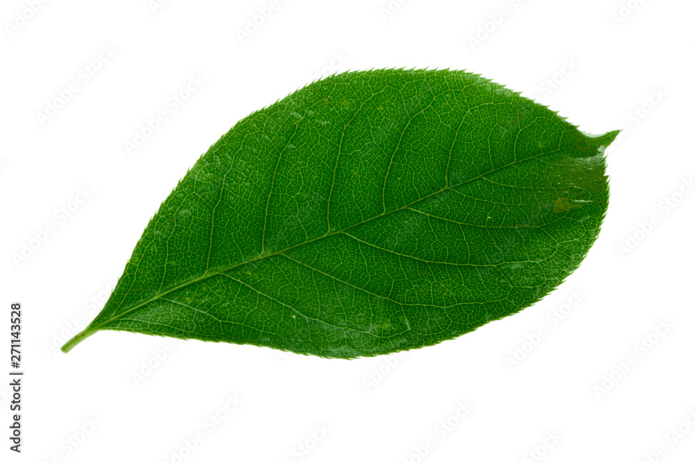 single green leaf of glossy black chokecherry isolated on white background