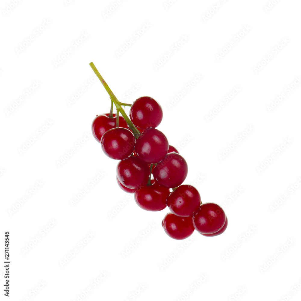 bunch of glossy red chokecherry isolated