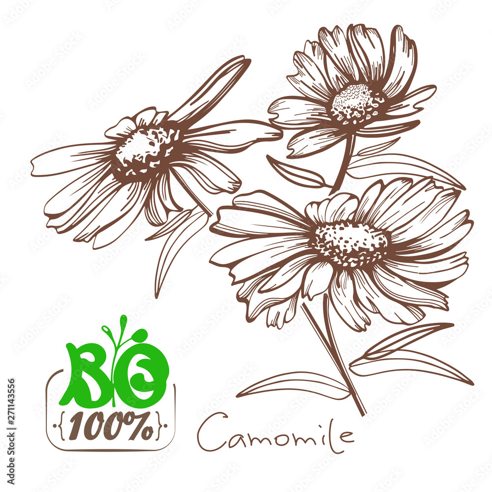 Obraz premium Hand drawn camomile flowers vector illustration