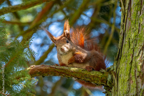 Eichhörnchen sitzt auf Baumast