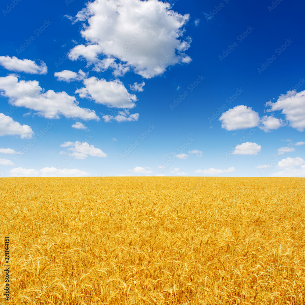 Photo of yellow wheat field with blue sky and clouds at summer Photo of yellow wheat field with blue sky and clouds at summer
