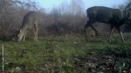 Pair of European Roe Deer forage for food in grassy clearing in woods, caught on hidden trail cam photo