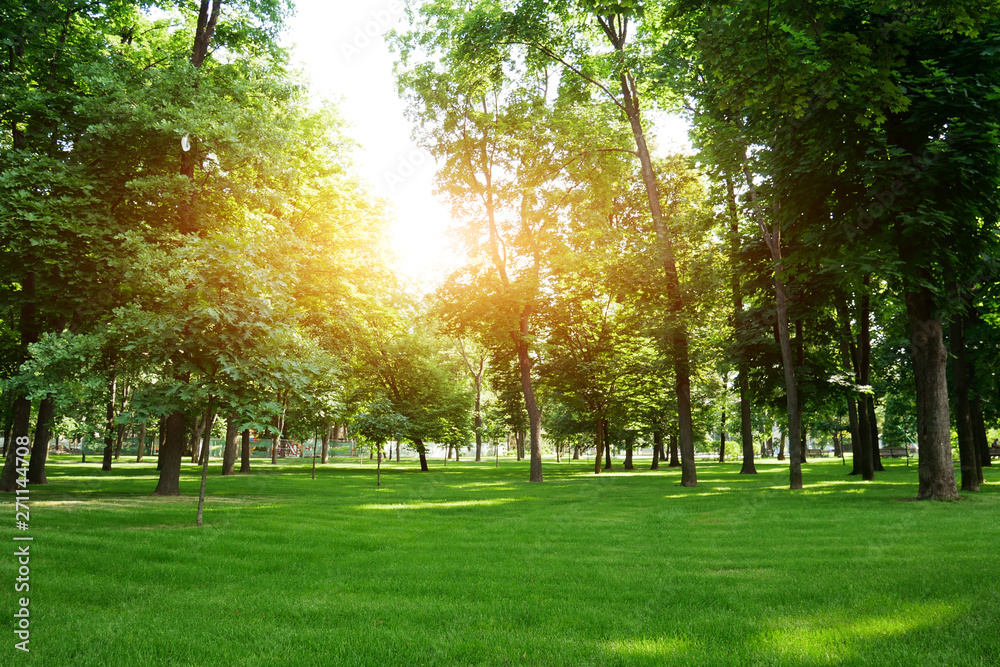 Green summer park at sunny day. Green fresh grass in park. Green summer park at sunny day. Green fresh grass in park.