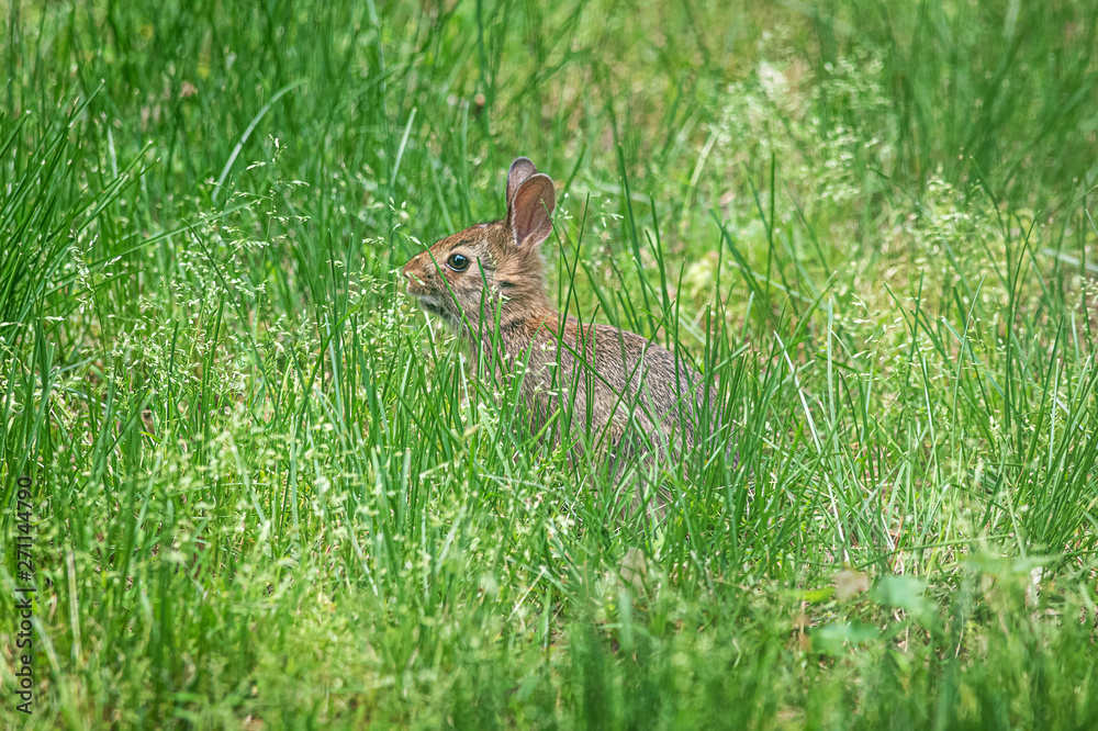 Obraz premium Baby Rabbit in Grass