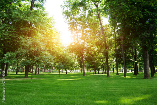 Green summer park at sunny day. Green fresh grass in park.