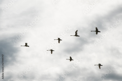 Flock of flying
