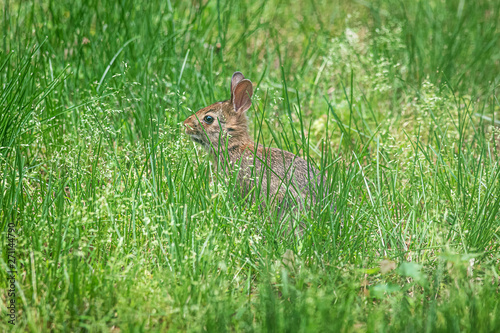 Baby Rabbit in Grass © Andrew Kazmierski