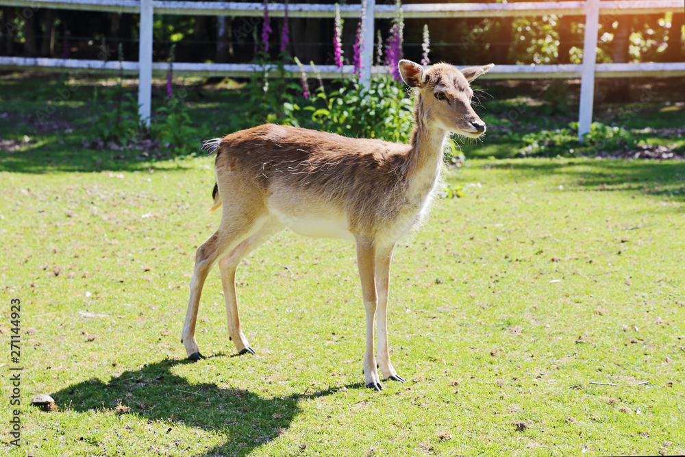 Naklejka premium faon