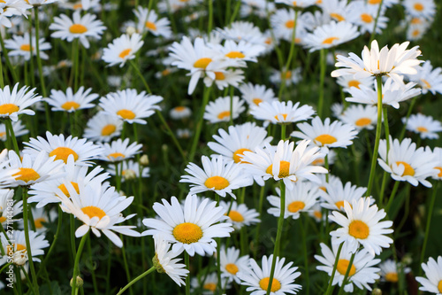 A field of daisy flowers at dawn