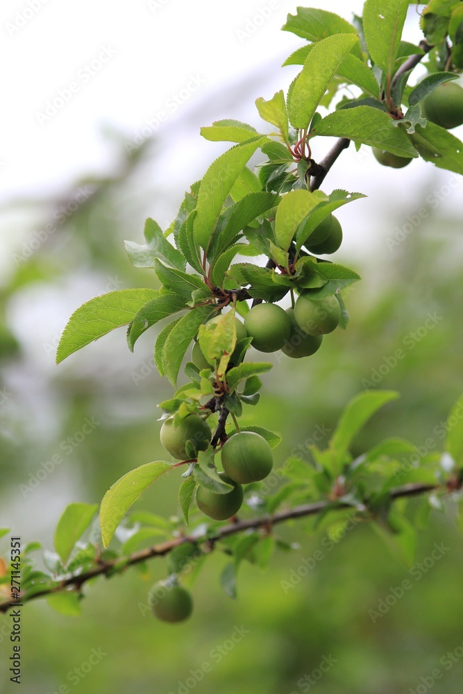 Ripening plum fruit on a branch