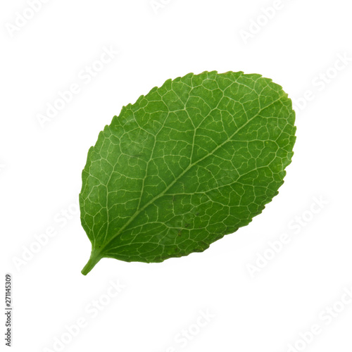 leaf of bilberry isolated on white background