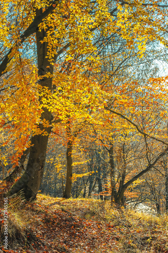 Fototapeta Naklejka Na Ścianę i Meble -  autumn forest on a sunny day. beautiful nature background. yellow and orange foliage on twigs. 