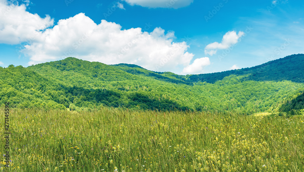 grassy rural field in mountains. beautiful countryside scenery in summer. fluffy clouds on a blue sky above the ridge