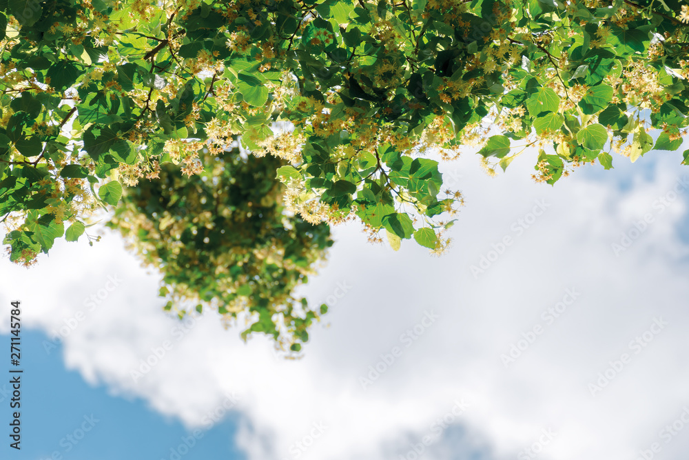 twigs of linden tree in blossom. beautiful nature scenery in summertime. sky with clouds blurred in the background twigs of linden tree in blossom. beautiful nature scenery in summertime. sky with clouds blurred in the background